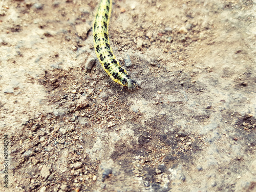 yellow caterpillar on stone