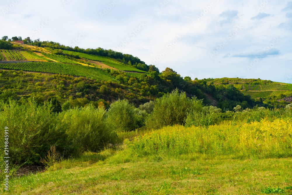 landscape in summer in various shades of green