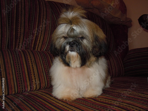 Shih-tzu 