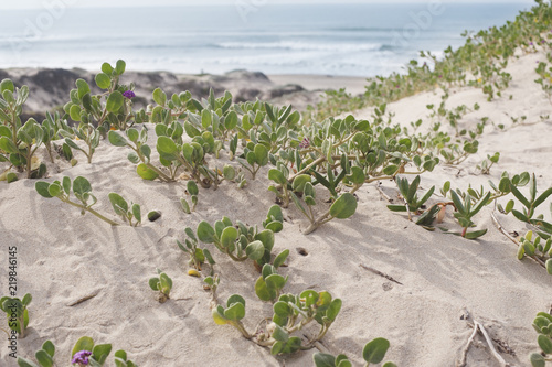 Sand dune by the beach with Sand Verbena photo