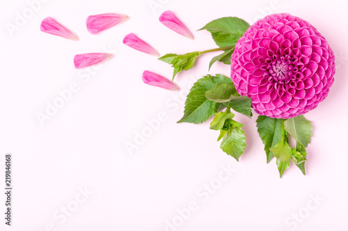 Dahlia ball-barbarry with green leaves and buds. photo