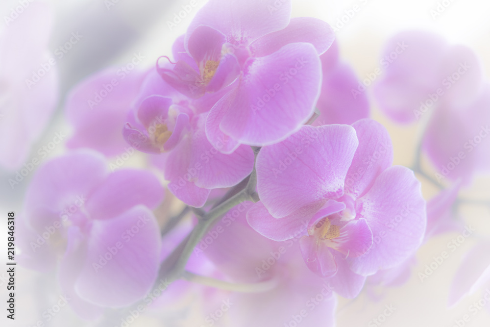 Orchidee, Orchideenblüten, romantisch, Hintergrund Orchidee, Orchideenblüten, romantisch, Hintergrund