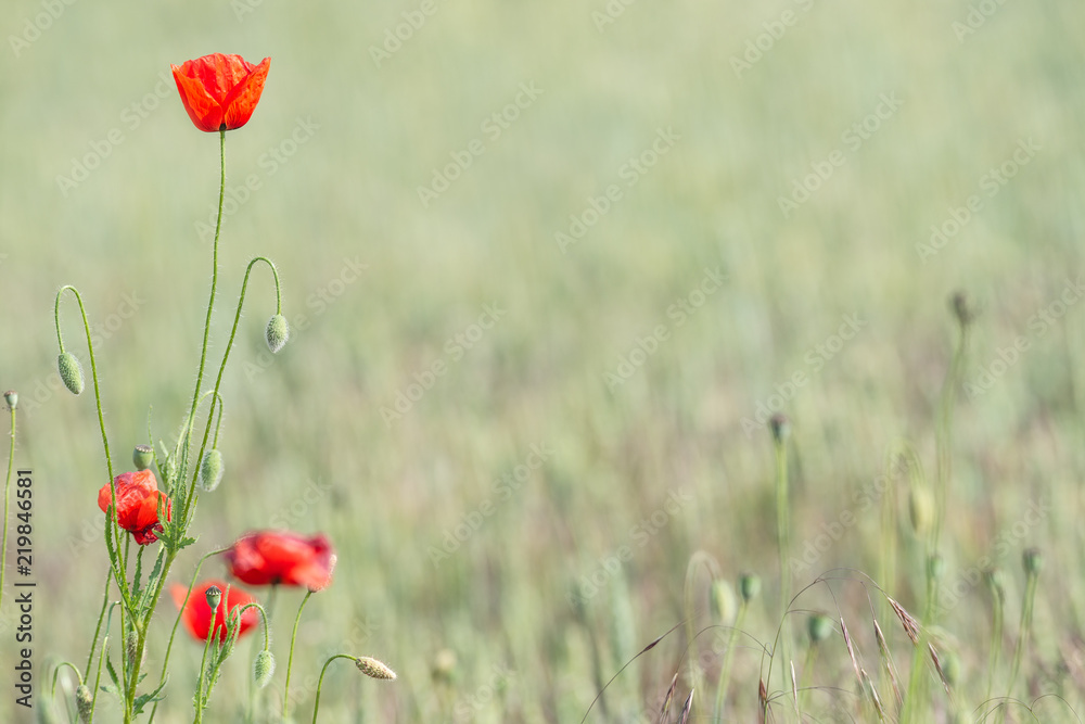 Obraz premium Beautiful red poppies and green grass with smooth background