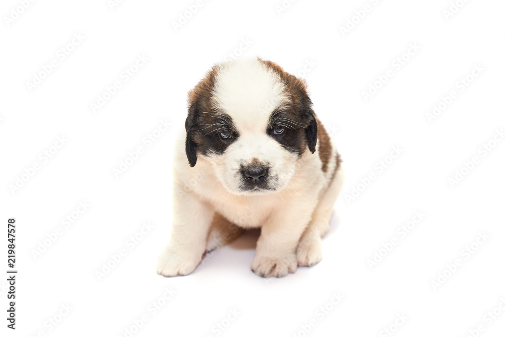 Obraz premium Saint bernard puppy lying