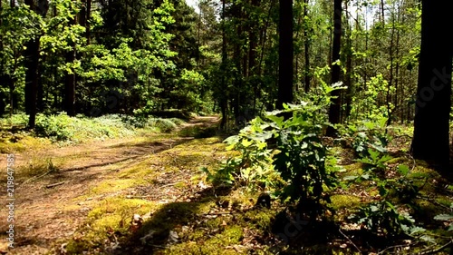 Forest road, road through the forest 91. photo