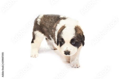 Saint bernard puppy lying © arybickii