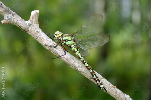 Dragonfly on a dry branch on a blurred green background