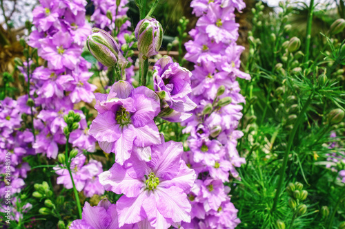 Beautiful purple flowers of Consolida regalis. Forking Larkspur or Rocket larkspur. Selective focus. Can be used as background.