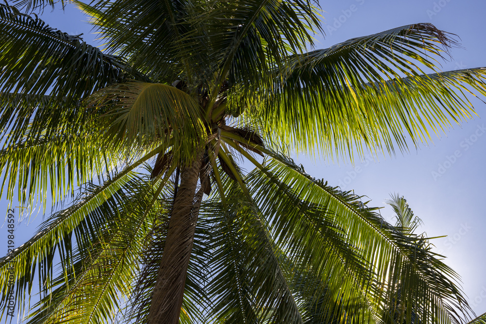 Green palm tree top on blue sky background. Fluffy palm tropical landscape photo. Exotic place for vacation. Green palm tree top on blue sky background. Fluffy palm tropical landscape photo. Exotic place for vacation.