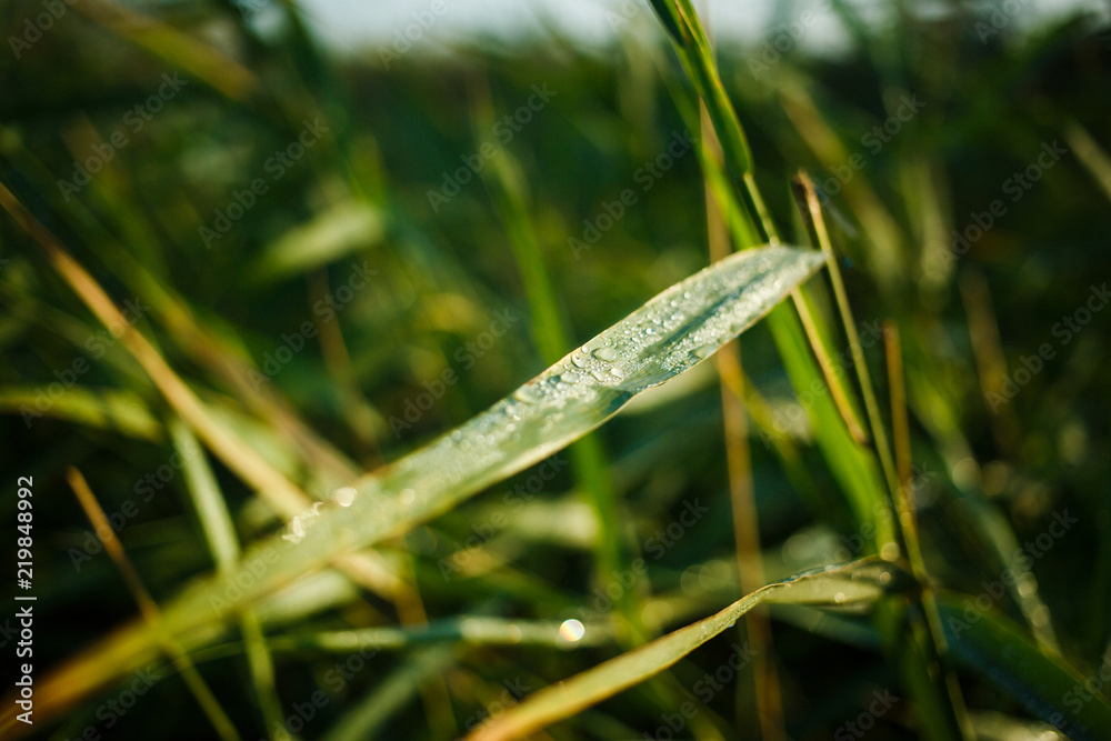 Dew drops on green grass. The dew on the reeds. Morning dew on fresh green grass. Dew drops on green grass. The dew on the reeds. Morning dew on fresh green grass.