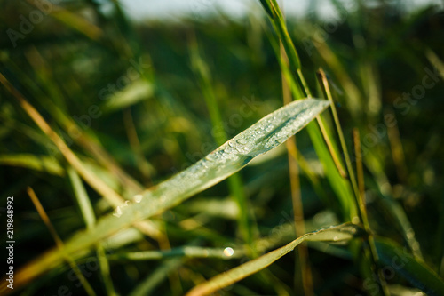 Dew drops on green grass. The dew on the reeds. Morning dew on fresh green grass.