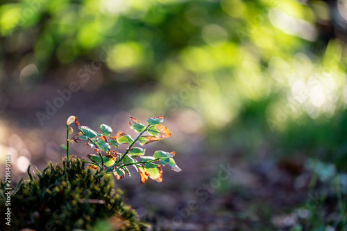 Petites branches