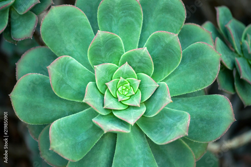 a green-blue succulent with a pinkish border around the edges of the foliage close-up, details and texture photo