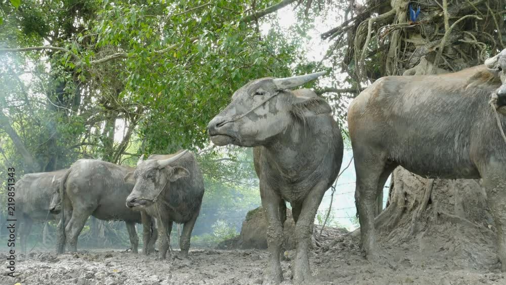 farmer burn fire to make smoke for protect his buffalo without insect eat blood farmer burn fire to make smoke for protect his buffalo without insect eat blood