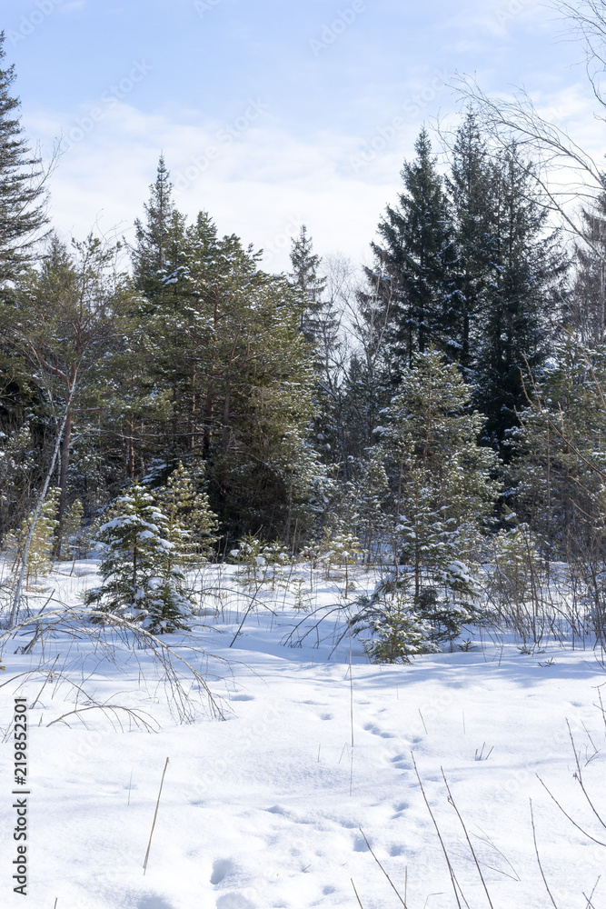 Fototapeta premium Bog near the Kirchsee lake, Bavaria, in winter