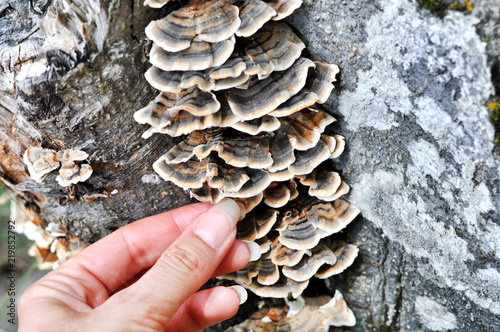 Woman's hand picking Trametes versicolor mushroom, commonly the turkey tail.A very medicinal mushroom used in medical research for the purpose of cancer treatment  photo
