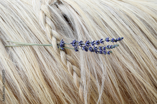 Palomino horse with lavender in braided mane.