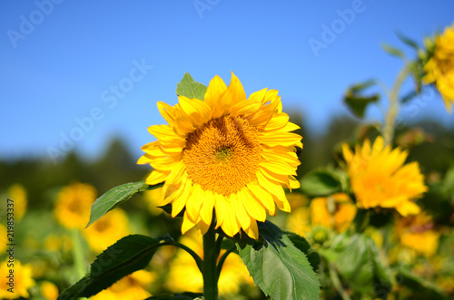 Sonnenblume