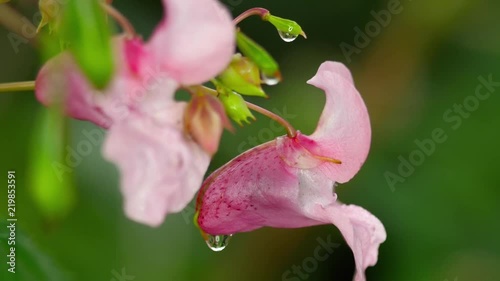 Impatiens glandulifera Royle and bumblebee photo