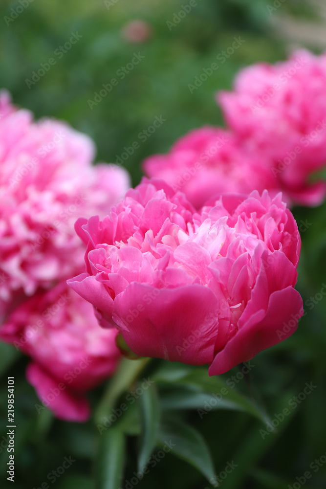 Pink bright Peony flowering in summer garden Pink bright Peony flowering in summer garden