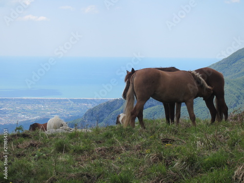 Horses standing on top of a panoramic mountain view © Emanuele