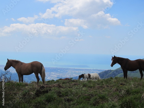 Horses standing on top of a panoramic mountain view