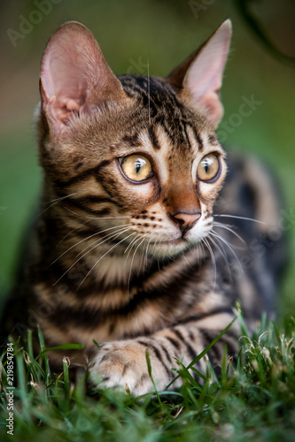 Bengal Kitten in Grass