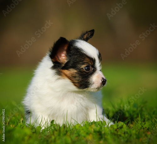 Papillon puppy dog outdoor portrait in grass