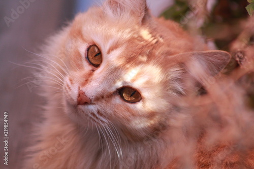 Photography Cats wild
