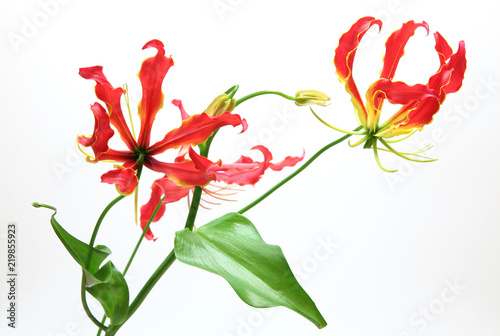 Fototapeta Naklejka Na Ścianę i Meble -  グロリオサ