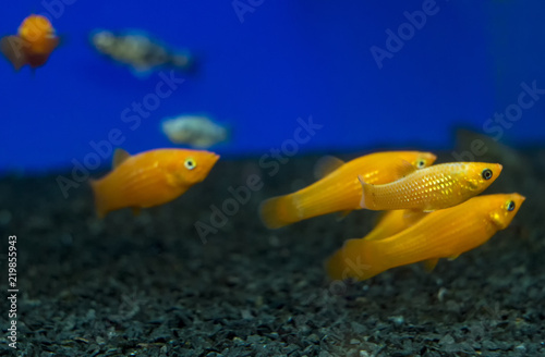 Colorful Gold, Yellow Molly Poecilia sphenops aquarium fishes. Shallow dof. Poecilia sphenops is a species of fish, of the genus Poecilia, known under the common name molly.