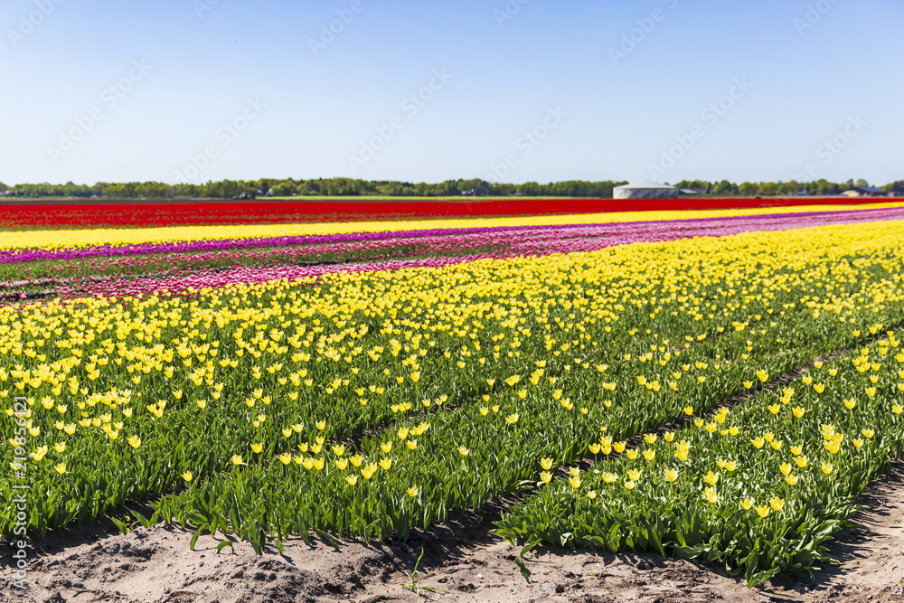 Flower field Dutch tulips flowerbed blue sky