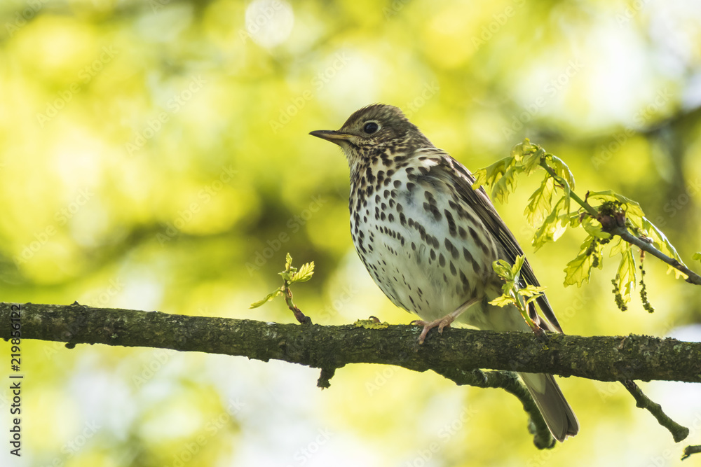 Fototapeta premium Closeup of a Song thrush Turdus philomelos bird singing in a tree