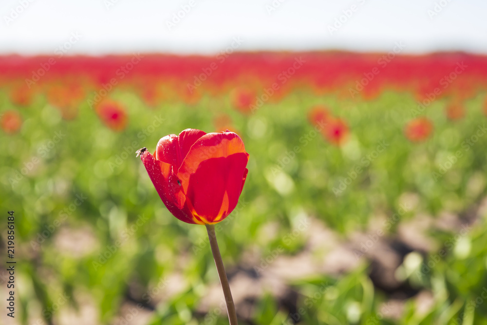 Naklejka premium Closeup of red tulips in a Dutch tulips field flowerbed under a blue sky