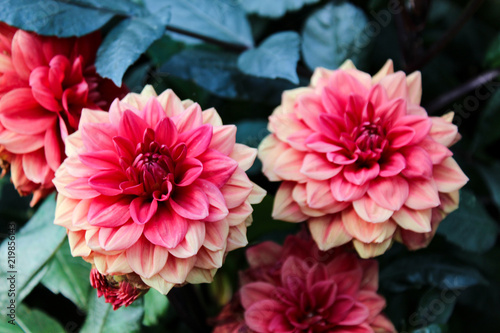 Zwei pinke Dahlien