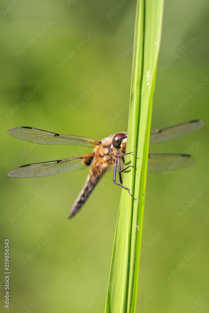 Close-up of a four-spotted chaser dragonfly insect, Libellula quadrimaculata Close-up of a four-spotted chaser dragonfly insect, Libellula quadrimaculata