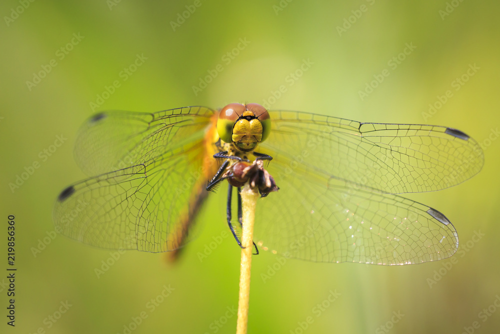 Closeup front view of a Ruddy darter (Sympetrum sanguineum) resting in sunlight in a meadow Closeup front view of a Ruddy darter (Sympetrum sanguineum) resting in sunlight in a meadow