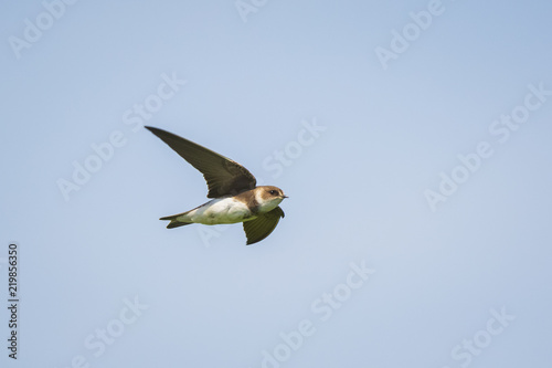 Sand martin or bank swallow Riparia riparia in flight