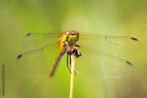 Closeup front view of a Ruddy darter (Sympetrum sanguineum) resting in sunlight in a meadow © Sander Meertins