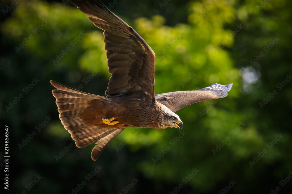 Fototapeta premium Black kite Milvus migrans in flight hunting