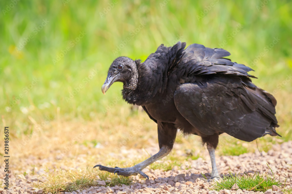 Closeup of a American black vulture Coragyps atratus walking and foraging in a green meadow Closeup of a American black vulture Coragyps atratus walking and foraging in a green meadow