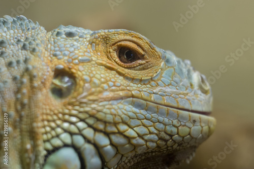 Iguana Reptile Close Up Photo. Shallow dof