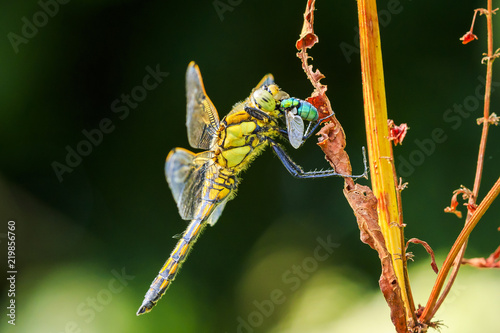 Closeup of a Black-tailed skimmer, Orthetrum cancellatum, eating a insect prey