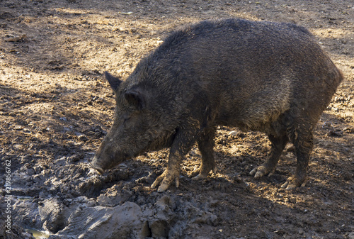 Wild boar, tusker looking for food in the mud. As true wild boars became extinct in Britain before the development of modern English, the same terms are often used for both true wild boar and pigs.