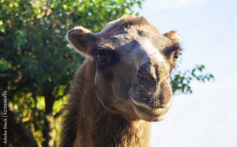 Obraz premium Camel close-up, portrait. Looking at the viewer with bokeh, blurred background. Shallow dof. A camel is an even-toed ungulate in the genus Camelus that bears distinctive fatty deposits.