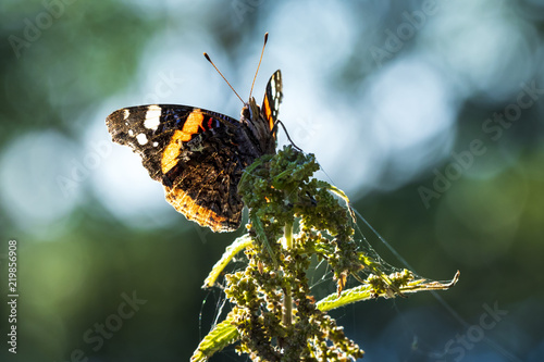 Red Admiral butterfly, Vanessa atalanta, resting