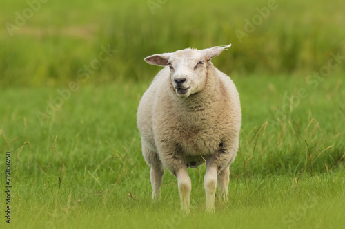 Sheep grazing and calling on farmland