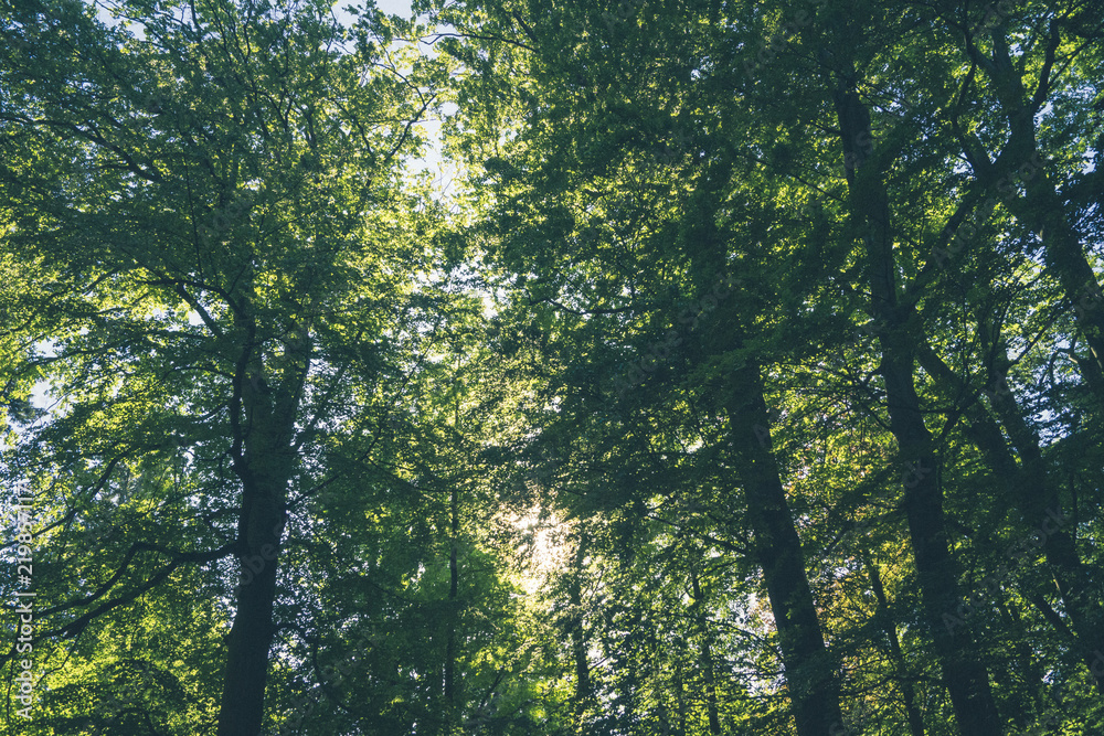 Forest Forest