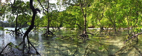 Fototapeta Naklejka Na Ścianę i Meble -  Panorama of a Mangrove forest on Mu Ko Surin Island in Thailand