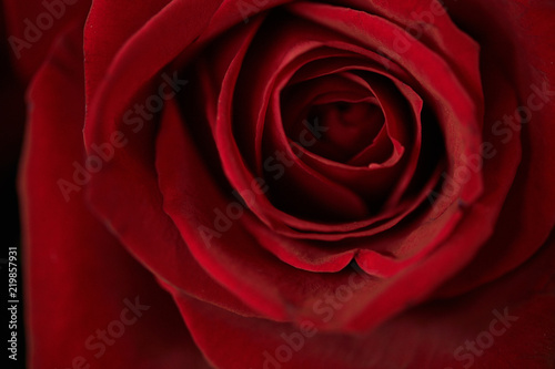 Background image of single red rose closeup, copy space